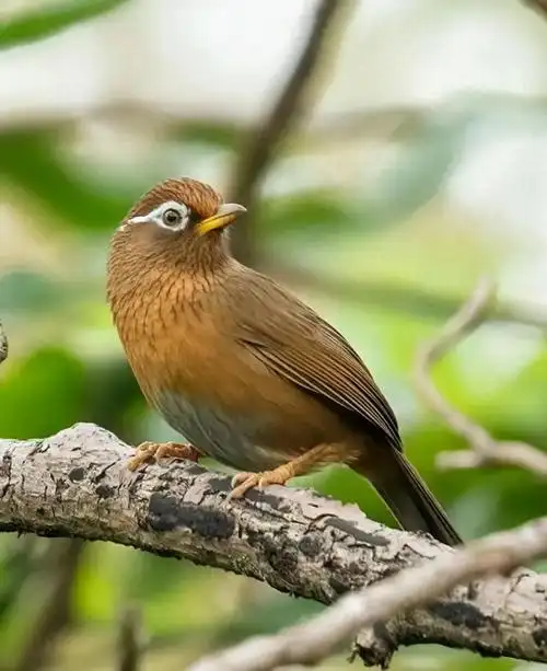 画眉鸟的习性及家养方法