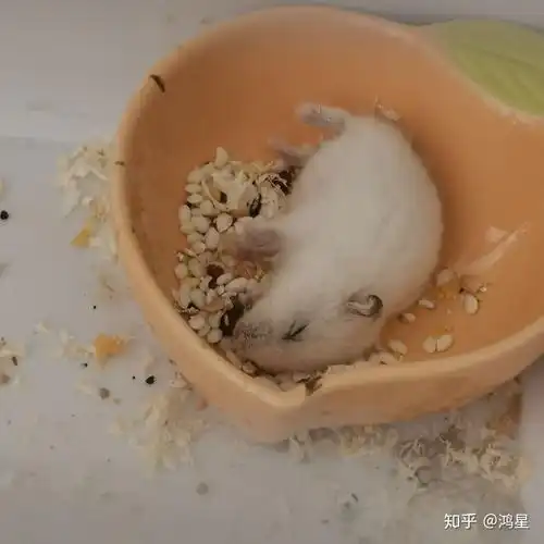 各位仓鼠大神帮我看看我的崽怎么死的 死因是啥 - 知乎