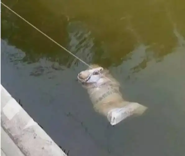 惊现男女浮尸,裸体被装进编织袋