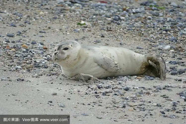 年轻的灰色海豹躺在海戈兰海滩上