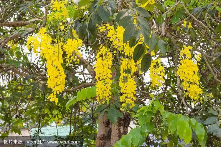 泰国国树,金雨树或决明子树