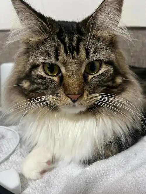 可可爱爱的挪威森林猫