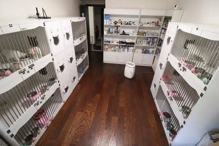 沐米宠物|猫舍环境