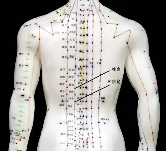 哪些穴位可以拔罐来减肥