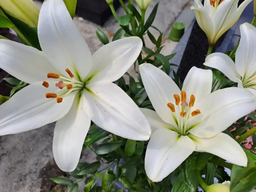 家里怎么种植百合 #百合# #百合花# #白百合# #农业# #农村养殖业