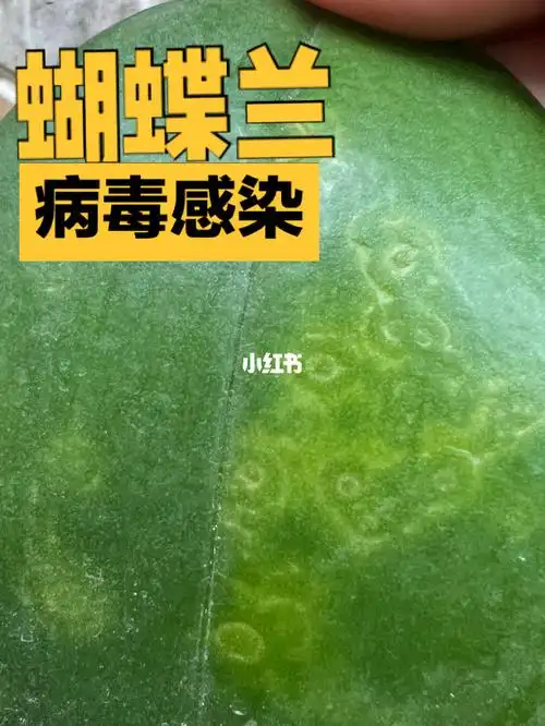 蝴蝶兰两种常见病毒感染嵌纹和轮斑