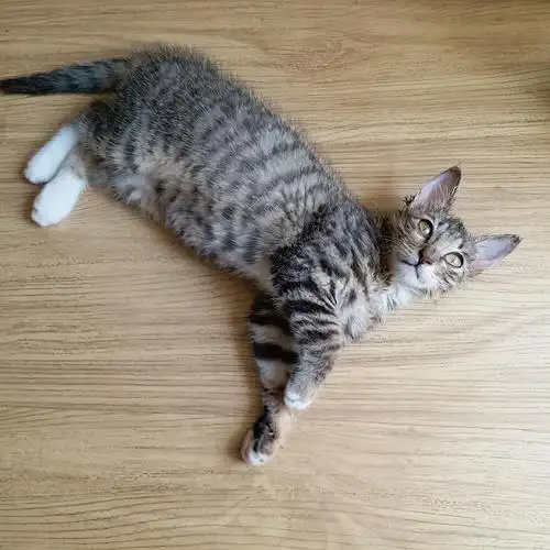 小喵找领养「武汉」3-4个月龄公的白手套狸花猫