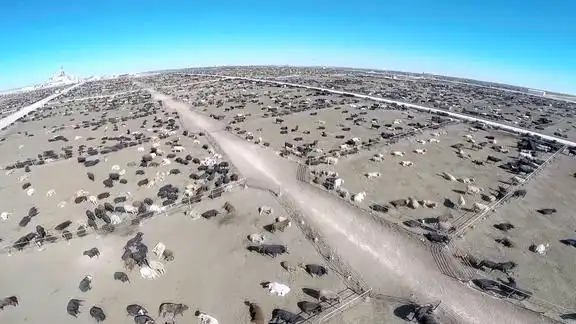 美国养牛多霸气露天养殖场饲料种植场风吹日晒雨淋牛健康