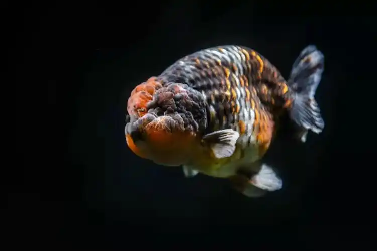 波妞福州兰寿金鱼 精品观赏鱼冷水鱼私拍不发货 直播视频在线选鱼