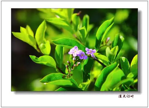 雨后黄金榕花——恒定大光圈下拍微小花卉