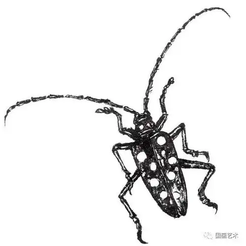 白描天牛画法步骤