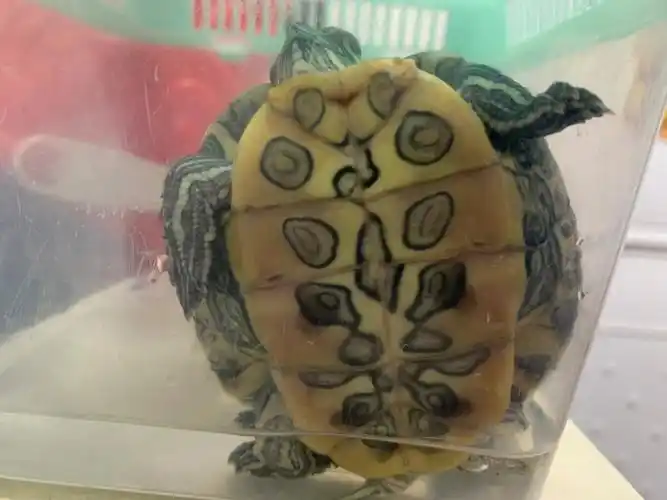 巴西龟冬眠状态这样正常吗