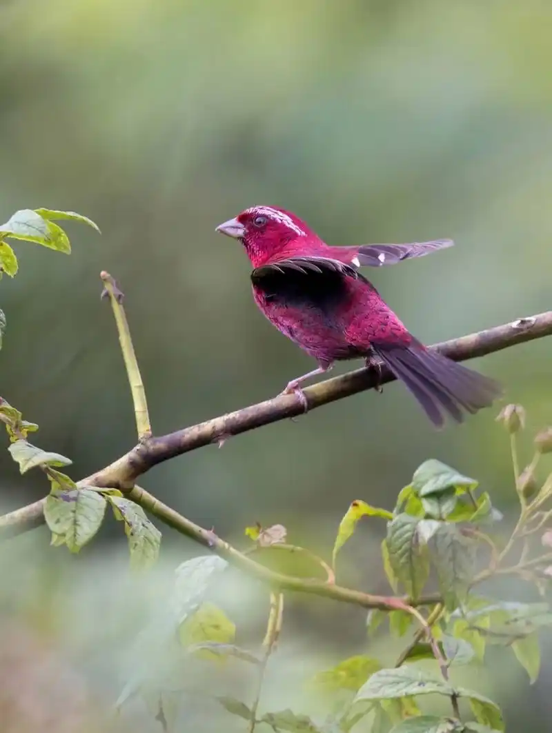 雄鸟全身酒红色,像是被红酒97染了色.