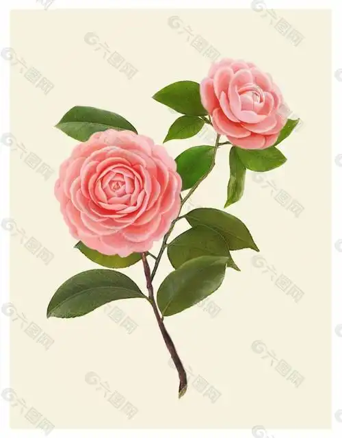 红色山茶花图案设计元素素材免费下载(图片编号:8819689)-六图网