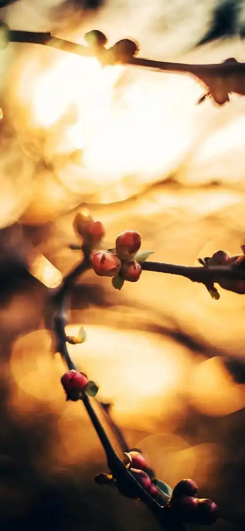 唯美意境壁纸,唯美意境壁纸高清图片女生(唯美意境,美不胜收:)
