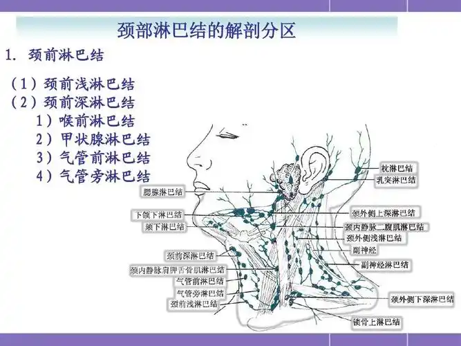 颈部淋巴结分区影像医师必读