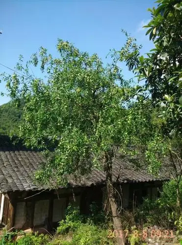 老房子背后的枣树