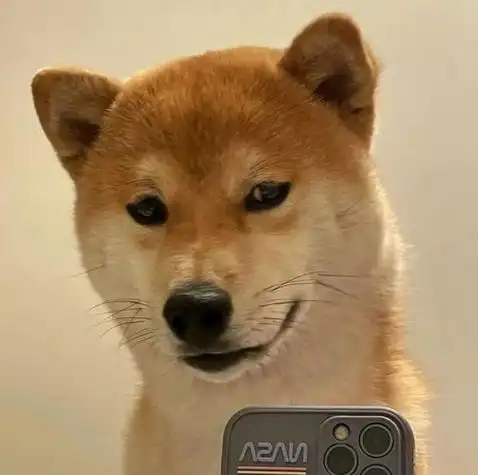 动漫头像第2期可爱狗狗自拍头像这不是我大学室友吗