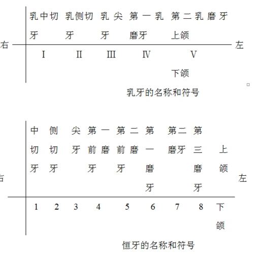 上颌第一恒磨牙Ⅳ 表示右下颌第一磨牙5)牙式:临床上为了记录牙的位置