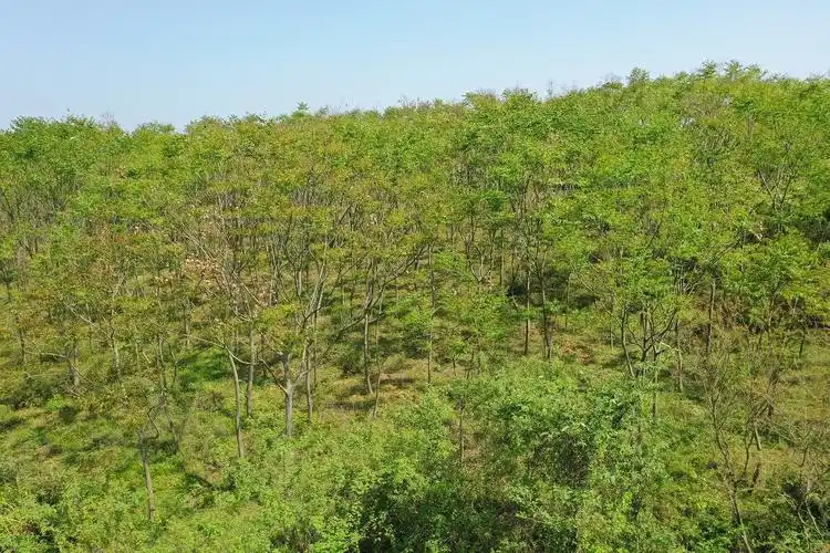 湖北省荆州市松滋市林木苗圃地508亩转让