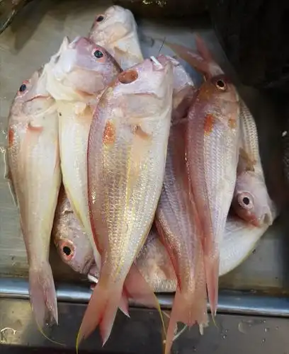 金线鱼         为广东,广西,海南,台湾等省近海底拖网渔业捕捞的鱼类