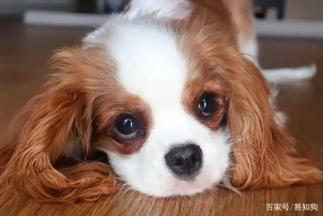 8种温柔的狗狗,你家的狗狗在其中?喜欢温柔性格的铲屎官看过来