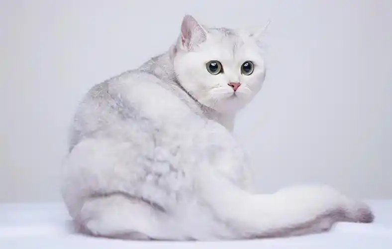 英国银渐层短毛猫图片