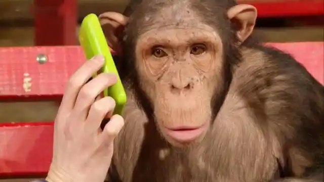 国外小哥在猴子面前变魔术,表演过程中,猴子搞笑的蹦了起来!