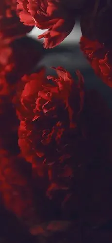 红色壁纸木mua心