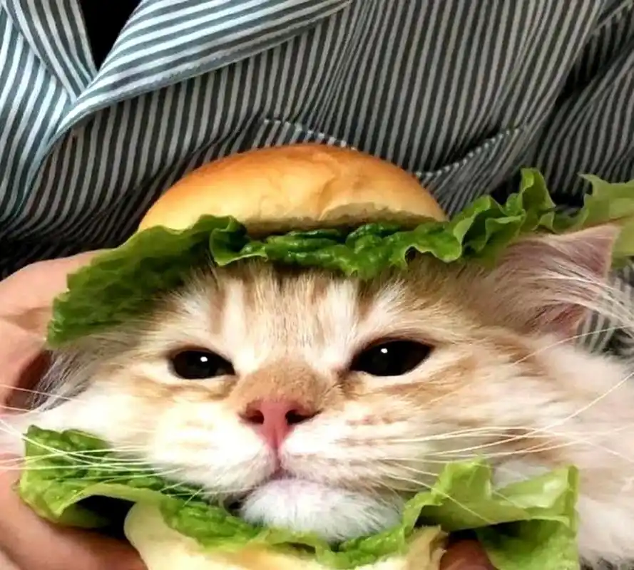 你喜欢这只可爱的小猫咪头像吗?