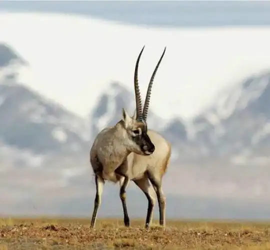 而且我还特别喜欢这里的可可西里藏羚羊,看起来非常的呆萌.