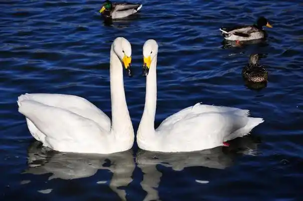 癞蛤蟆想吃天鹅肉通常用来形容痴心妄想,这句话的最早出处是《水浒传