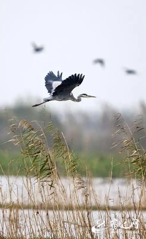 泗洪大批候鸟抵达洪泽湖湿地