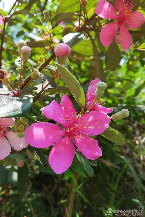 金娘花开也清秀～困在山谷都想揉～花清秀～都想揉～失去快乐和自由