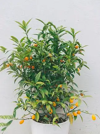 我眼中的世界枇杷 i>果 /i> i>绿 /i> i>色 /i>盆栽