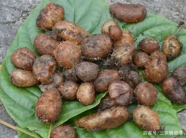 农村野外的"化狗儿",长相似鸟蛋,是一种高价值的中药材