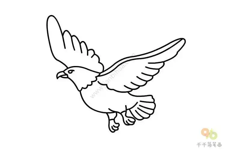 儿童简笔画动物老鹰