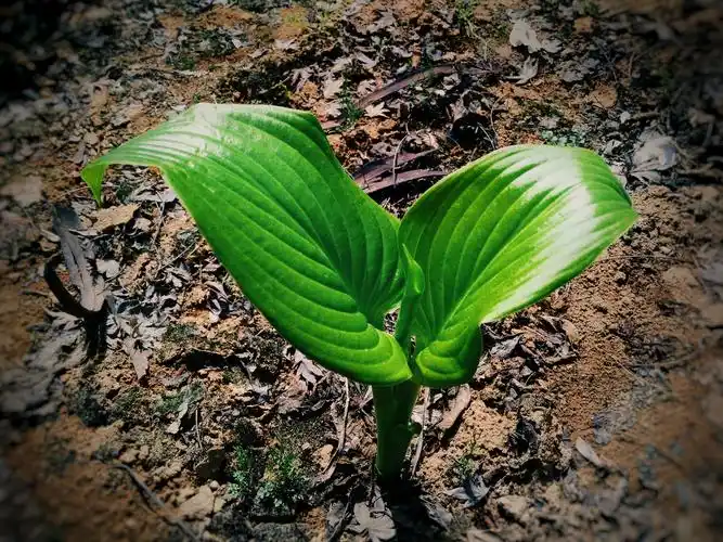破土而出的新生