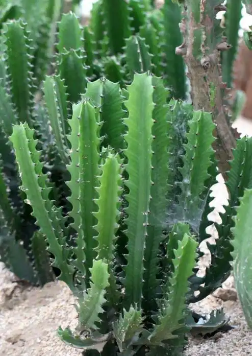 巴西龙骨(植物)_技点百科