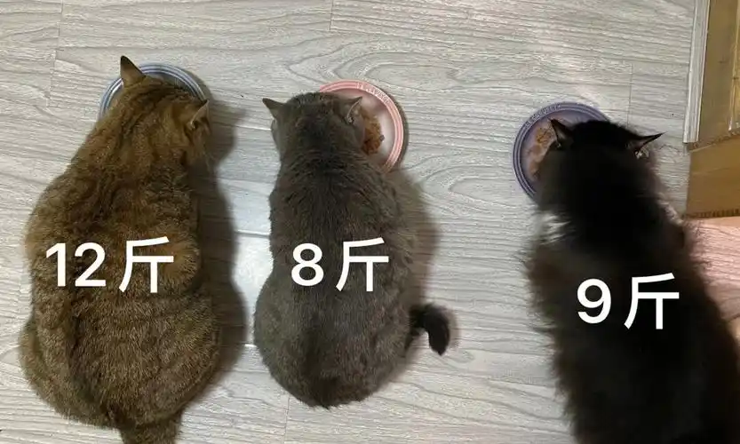 猫的体重到底怎么样才是正常的啊