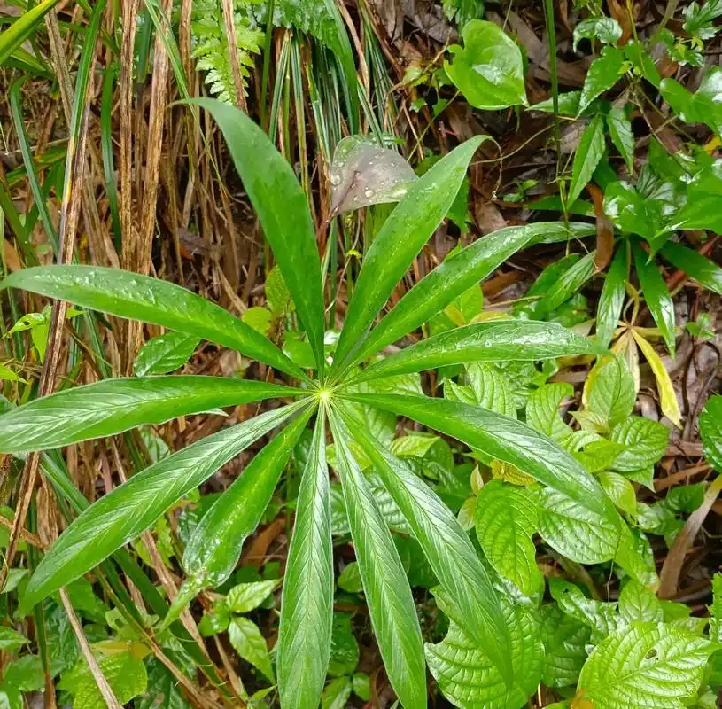 识百草.识百草之天南星 属天南星科 草本植物 分布在东亚地 - 抖音