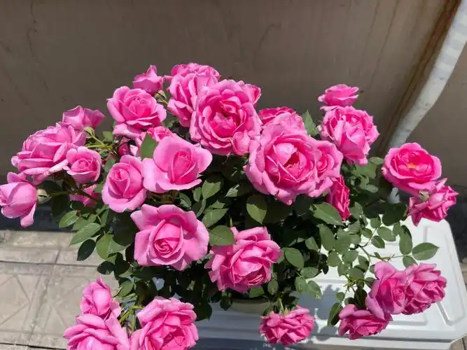 淑女月季人间塑胶花