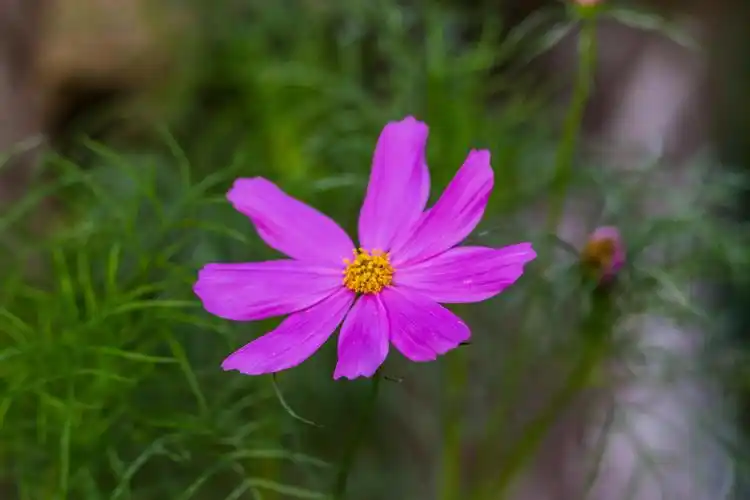 清新迷人的格桑花