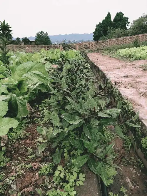 油腻的餐桌少不了一份凉拌血皮菜