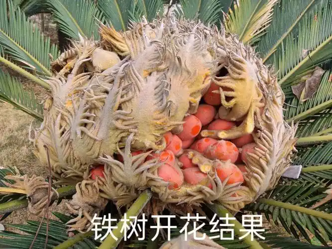 铁树也能开花结果