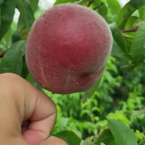 苗圃直销嫁接桃树苗 紫叶冬桃苗 傲雪冬桃苗 十颗起批