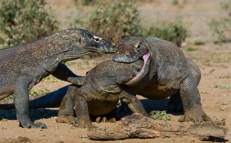 印尼科莫多巨蜥上演夺食大战 钻对手喉咙里抢食