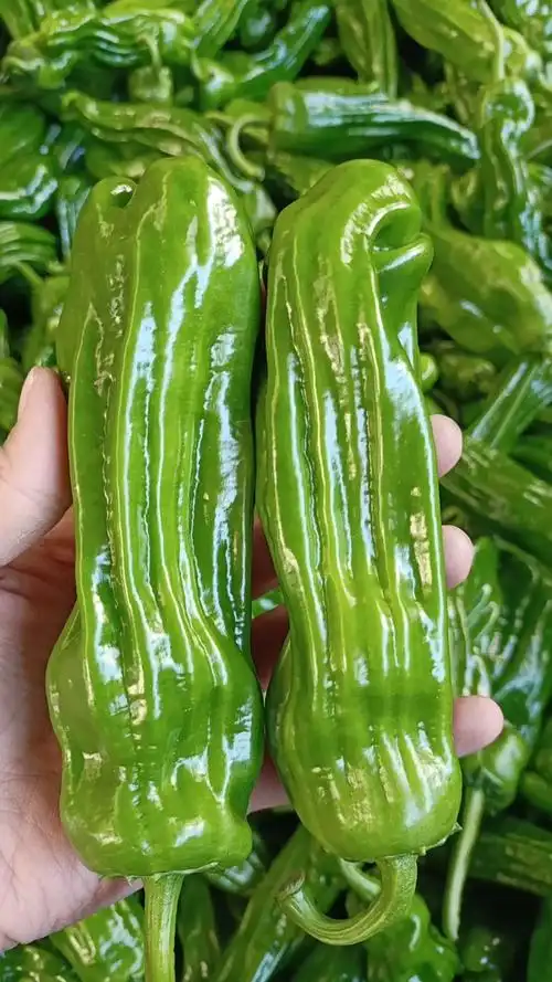 【推荐】泡椒 山东泡椒 万亩基地 持续供应 全国发货