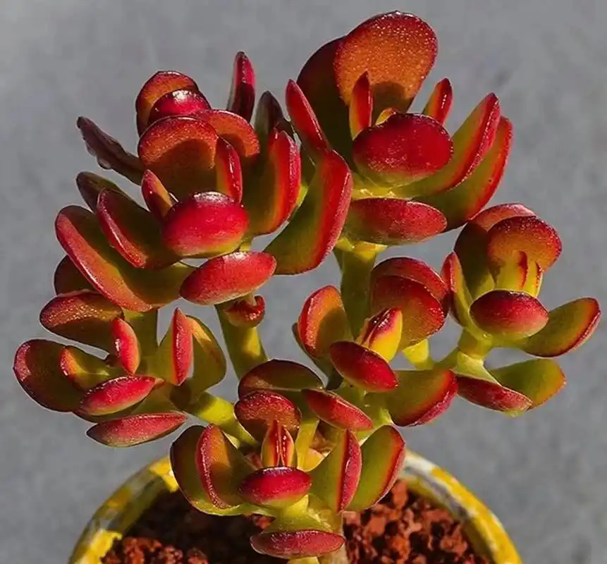多肉姬红花月皮实好养,容易长成老桩 姬花月(crassula ovata minima