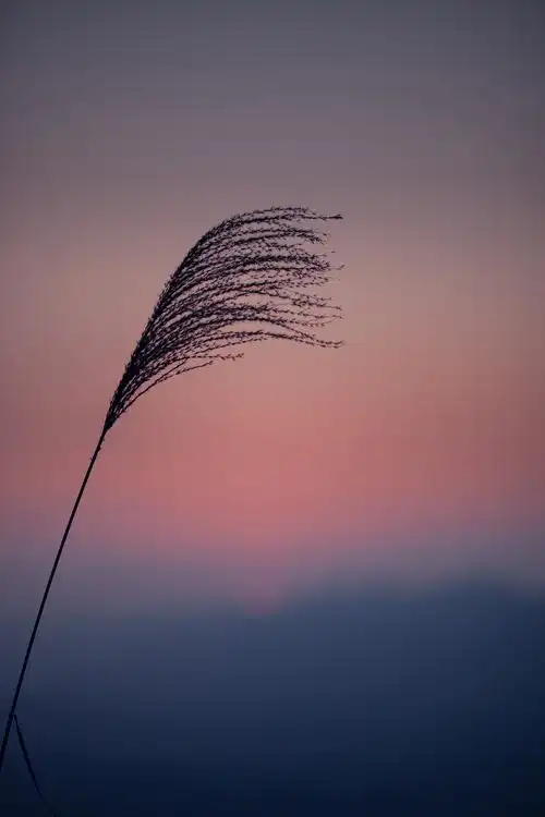 夕阳风景唯美日落植物